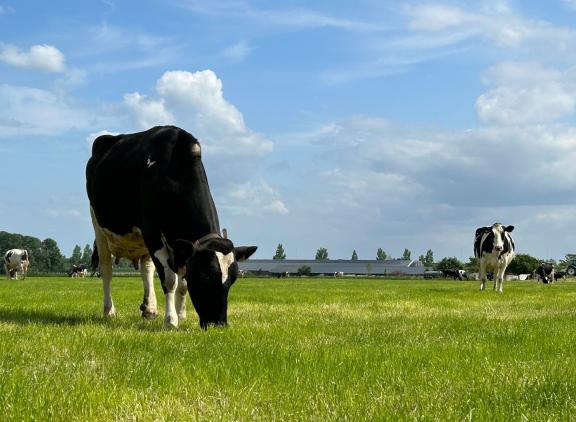 Het etgroen van de tweede snede kan wel wat vocht gebruiken
