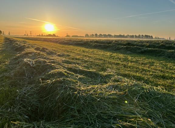 Het suikerrijke gras heeft gemiddelde eiwitwaarden