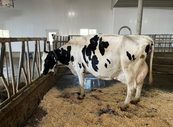 Marsfield Denzel Kimmy kreeg tien lactaties op rij een onderscheiding voor haar bovengemiddelde productie (foto: Holstein Canada)