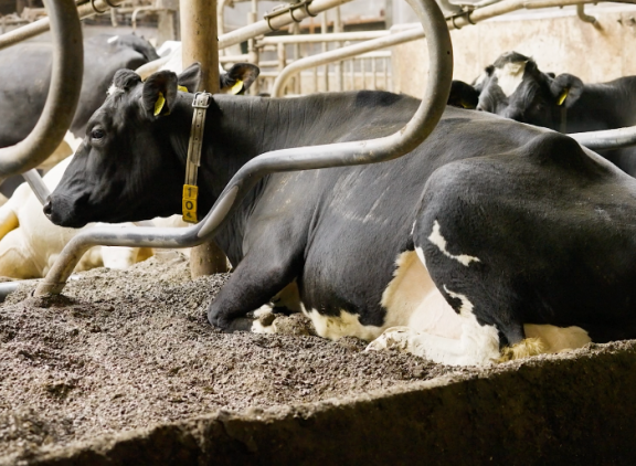 De Bergkorrel Pro als vochtvreter in diepstrooiselboxen