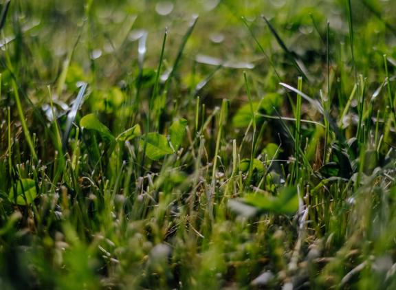Door strengere bemestingsnormen worden minder mineralen op het land gebracht