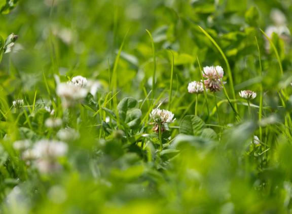 Grasklaver en kruidenrijk gras zijn meer en meer serieuze opties voor eiwitproductie en verlagen krachtvoerkosten