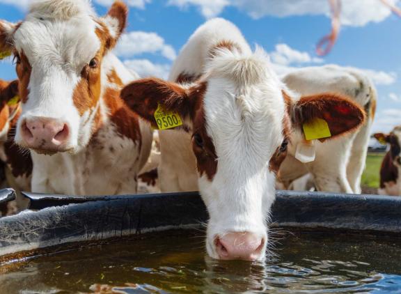 Op warme dagen kunnen koeien tot 200 liter water drinken