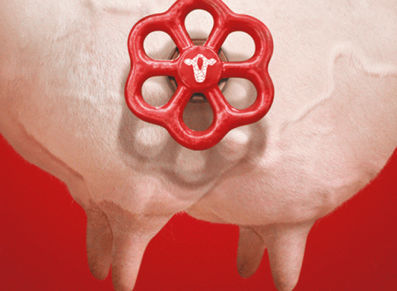 2524599-Bovikalc-Pay-back-actie-298x253px.gif