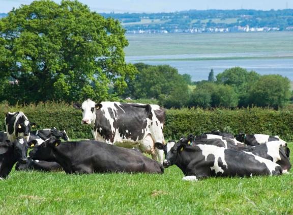 In 2024 koos 7,2 procent van de veehouders voor afkalven in de herfst