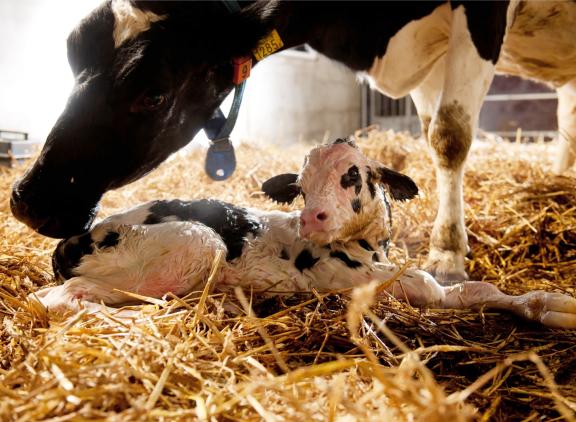 Een gemiddeld melkveebedrijf met 200 melkkoeien krijgt zonder vruchtbaarheidsproblemen gemiddeld twaalf kalveren per jaar meer dan bedrijven waar deze problemen wel voorkomen