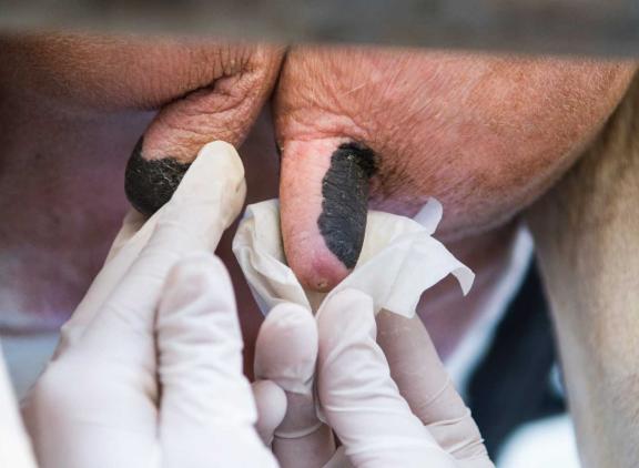 De antibiotica die veehouders het vaakst gebruiken, zijn droogzetters en injectoren tegen mastitis
