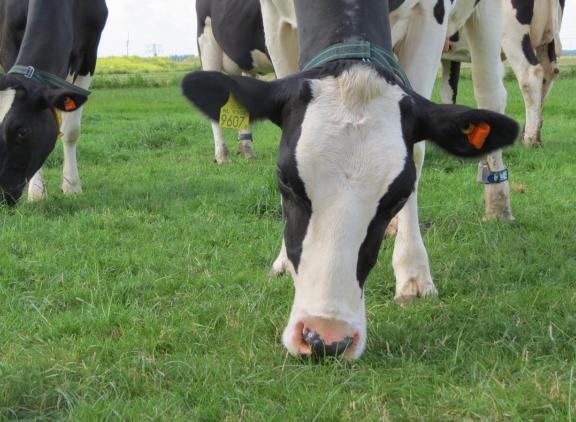 De uitdaging is nu om smakelijk gras zonder stengel aan te bieden