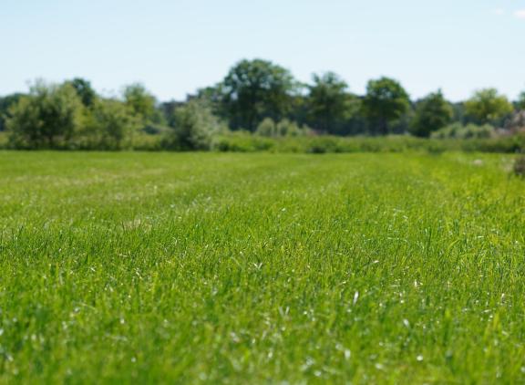 In totaal voerden de onderzoekers bijna 800 gasmetingen uit op tien graslandlocaties op zandgrond