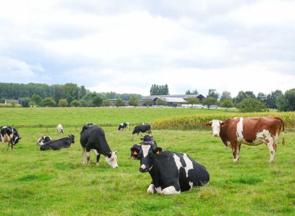 Het gros van de Belgische biologische melkkoeien komt uit Wallonië