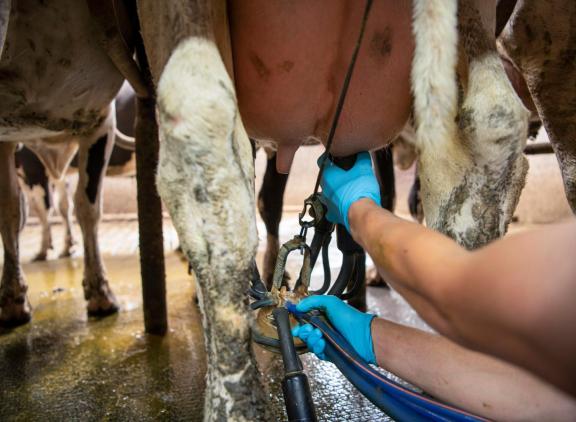 Naar verwachting zal er dit jaar in de zeven grootste exporterende regio’s ongeveer 1 procent meer melk worden geproduceerd dan in 2024