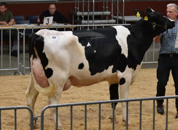De veilingtopper bracht 5000 euro op (foto: Osnabrücker Herdbuch)
