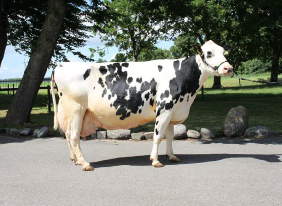Dieuw 773 (v. Leonidas) won de rubriek ‘parels van Flevoland’ met een productie van 90.000 tot 100.000 kg melk