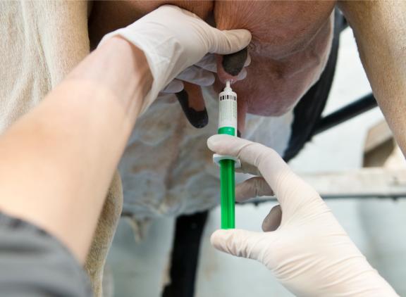 AMCRA registreerde grote verschillen in antibioticagebruik bij de jongste kalveren. De hoogste bedrijven gebruikten bijna tien keer zo veel als de laagste bedrijven