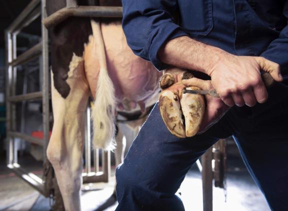 Via fokkerij en selectie is bij zwartbont een vermindering van het aantal klauwaandoeningen met bijna 20 procent gerealiseerd, bij roodbont is dit zelfs bijna 23 procent