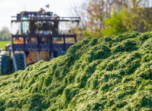 Het matige gras vraagt om tegenwicht van het beste ruwvoer in de bijvoeding dat je maar kunt vinden, zoals de eerste snede 
