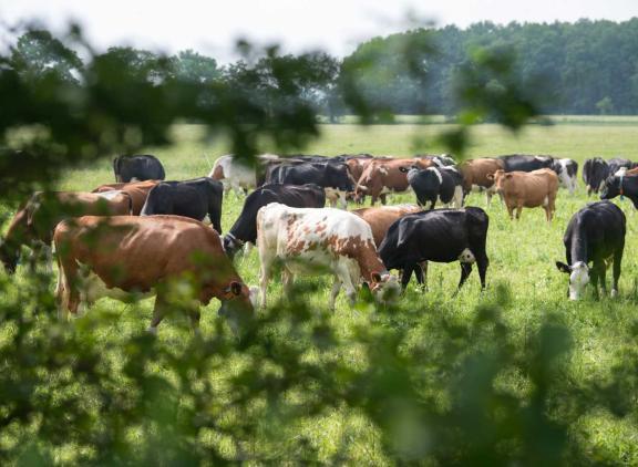 Extensieve bedrijven halen een groter deel van hun inkomsten uit verschillende bronnen