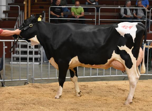 Een van de veilingtoppers in Osnabrück deze week: de Siennavaars bracht 4650 euro op (beeld OHG)