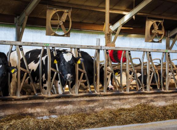 Investeren in maatregelen die hittestress bij droge koeien voorkomen verdienen zich volgens Amerikaanse onderzoeken snel terug.