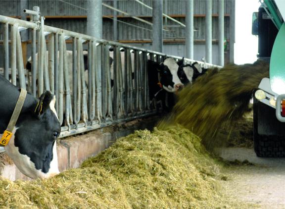 Bedrijven met een hogere voerefficiëntie voeren graskuilen met meer energie