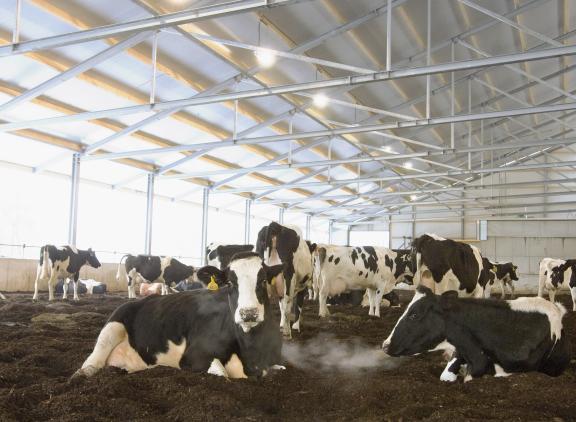 Als de aanpassingen voor extra leefoppervlak gerealiseerd moeten worden binnen de bestaande stalruimte, zal de veestapel moeten krimpen en kan de opbrengstderving voor een gemiddeld bedrijf oplopen tot meer dan 100.000 euro