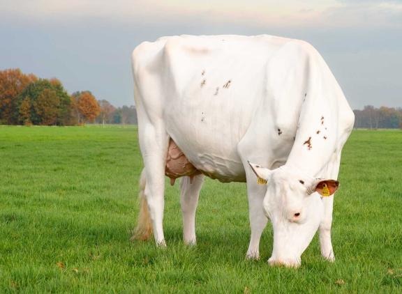 Wilskracht Warsi 879 werd ingeschreven met 93 punten en produceerde in totaal bijna 87.000 kg melk (foto: Alex Arkink)