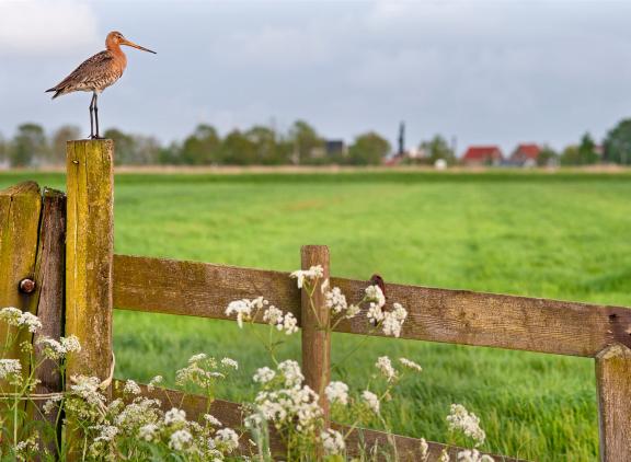 In de nieuwe coalitie ligt veel nadruk op natuurherstel, zonder dat de economische gevolgen in kaart zijn gebracht