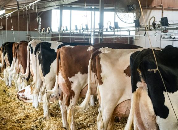 Vooral in Beieren worden nog veel koeien gehouden in een grupstal