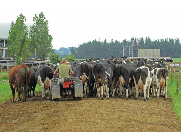 In 2018 startte de Nieuw-Zeelandse rundveesector samen met de overheid een intensieve tien jaar durende campagne om de Mycoplasma bovis volledig uit te roeien.
