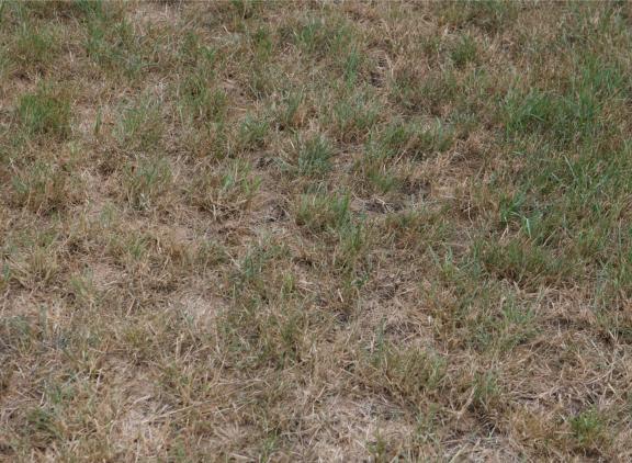 De tool rekent klimaatrisico’s door op bouwplanniveau en toont wat ze betekenen voor zowel de fysieke opbrengst als de opbrengst in euro’s per hectare per jaar