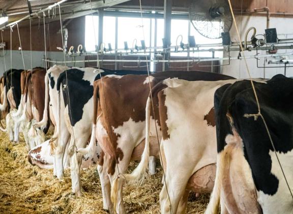 Gemiddeld produceerden de Zwitserse holsteinkoeien in 2025 in 305 dagen 9321 kg melk met 4,07% vet en 3,31% eiwit