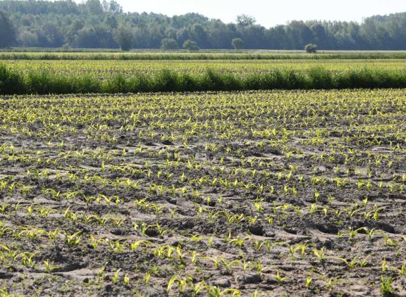 Fosfaatbemesting op maisland zorgt voor meer opbrengst