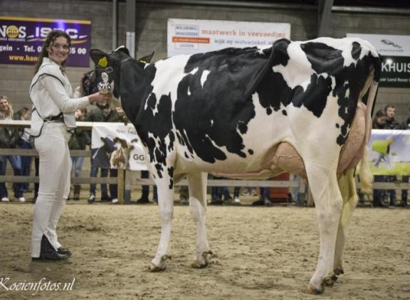 Vorig jaar was Holec Pabu 1 (v. Rager) van de familie Kuijer favoriet bij het publiek (foto: Koeienfoto’s.nl)