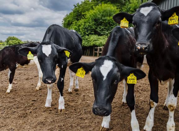 In Duitsland laten 2688 bedrijven hun dieren genotyperen via het programma KuhVision