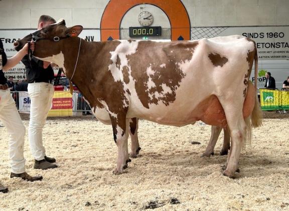 Grashoek Rea 4 P (v. Bart), een van de kampioenen in Asten-Heusden