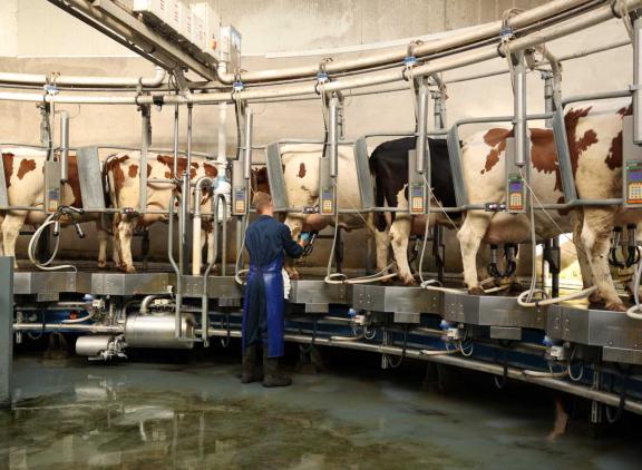 Bijna de helft van de Europese melkfabrieken in de melkprijsvergelijking noteerde in januari een melkprijs die lager was dan 40 euro per 100 kg melk