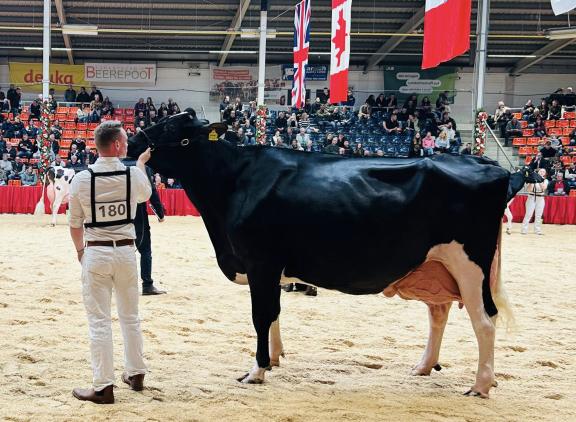 ZR Alge (v. Bradnick) produceerde al meer dan 90.000 kg melk (foto: Auke Landman)