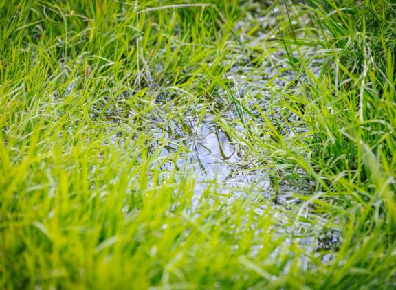 Door het natte voorjaar in 2024 werd er minder stikstof in gras vastgelegd en steeg het stikstofoverschot ten opzichte van 2023