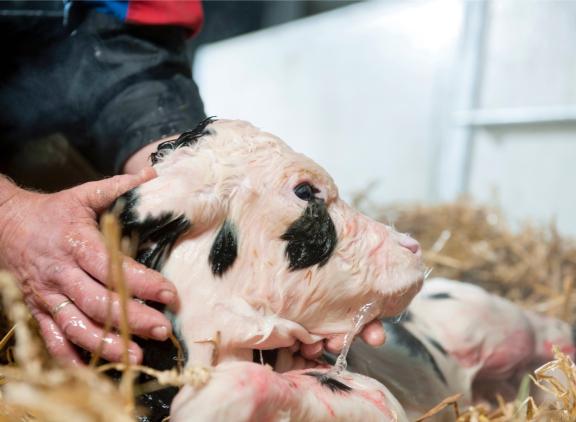 Embryo’s afkomstig van donoren met een hoge HCR en DPR hadden een grotere kans om zich succesvol te ontwikkelen tot een vroeg embryo, een blastocyst