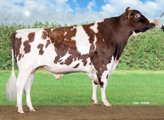 Delta Borax is de nieuwe lijstaanvoerder voor NVI bij de roodbontstieren met melkgevende dochters