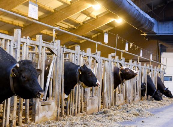 De NVI voor zwartbonte holsteinstieren daalt als gevolg van de basisaanpassing met 24 punten. Roodbontstieren krijgen een 28 punten lagere NVI