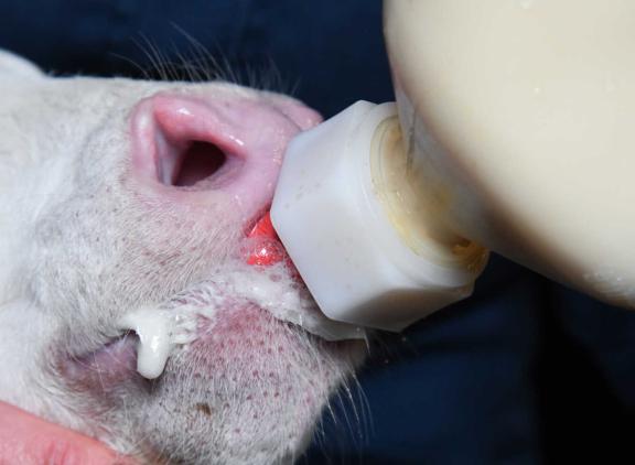 In totaal 82 procent van de monsters scoorde goed tot uitstekend voor het gehalte antistoffen