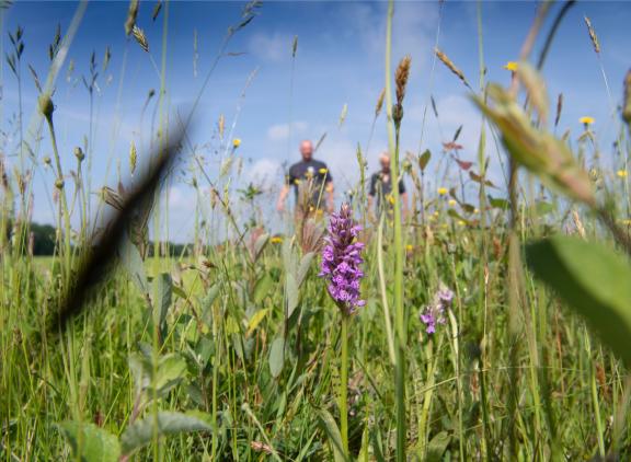 Door niet te ploegen blijven insectenlarven in de grond behouden, waardoor populaties zich kunnen opbouwen