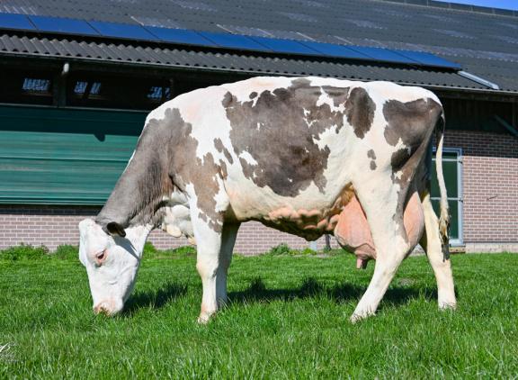 Caroliena 114 heeft haar kleur niet te danken aan haar respectabele leeftijd. Grijs is ze haar hele leven geweest (foto: Henk Lomulder)