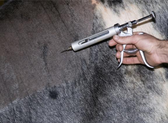 Vaccineren is volgens DGZ en GD de beste preventieve maatregel die een veehouder kan nemen tegen de effecten van een blauwtonginfectie