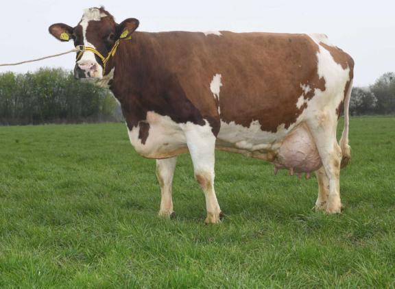 Het scheelde maar weinig of Merlin 63 (v. Kian) had de predicaten tientonner en Sterkoe 3 niet gehaald (foto: Harrie van Leeuwen)