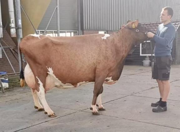 Kodakdochter Gretha 45 produceerde al 129.000 kg melk en 11.500 kg vet en eiwit