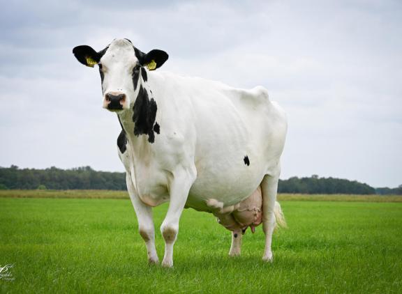 De spierwitte Zwartje is met haar enorme middenhand, fraaie type en attente kop nog altijd een opvallende verschijning (foto: Henk Lomulder)