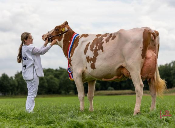 De roodbonte Batouwe Agnenci werd in Scherpenzeel uitgeroepen tot Miss Cowvalley (foto: Lorena Meuleman)