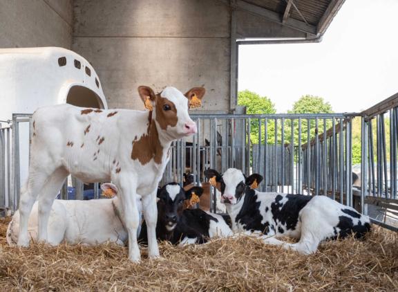Per 2030 mogen veehouders kalveren vanaf veertien dagen niet meer individueel huisvesten